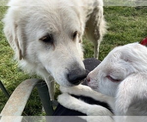 Akbash Dog-Maremma Sheepdog Mix Puppy for sale in MONETA, VA, USA