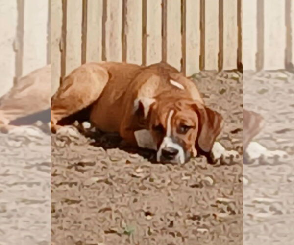 Medium Photo #6 Boxer-Unknown Mix Puppy For Sale in Burnsville, MN, USA