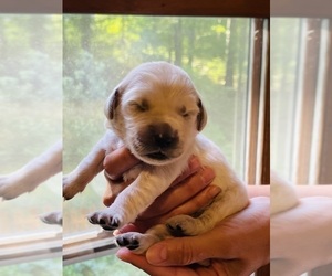 Golden Retriever Puppy for Sale in SPRINGFIELD, Ohio USA