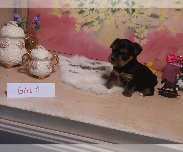 Medium Photo #3 Yorkshire Terrier Puppy For Sale in HOLLYWOOD PARK, TX, USA