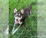Small #1 Siberian Husky Mix