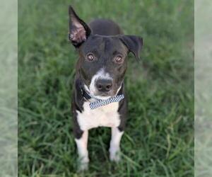 Labrador Retriever Dogs for adoption in Conroe, TX, USA
