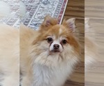 Small #2 Pomeranian