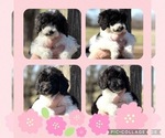 Small Photo #5 Goldendoodle Puppy For Sale in SOCIAL CIRCLE, GA, USA