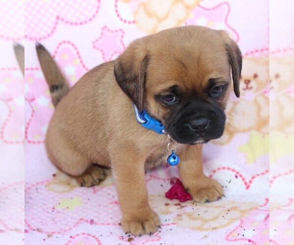 Medium Photo #8 Puggle Puppy For Sale in CHARLOTT HALL, MD, USA