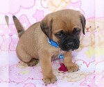 Small Photo #8 Puggle Puppy For Sale in CHARLOTT HALL, MD, USA