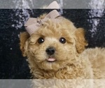 Puppy Donte F1 Maltipoo