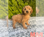 Small Photo #4 Goldendoodle (Miniature) Puppy For Sale in BAKERSFIELD, CA, USA