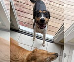 Small #2 Boxer Mix