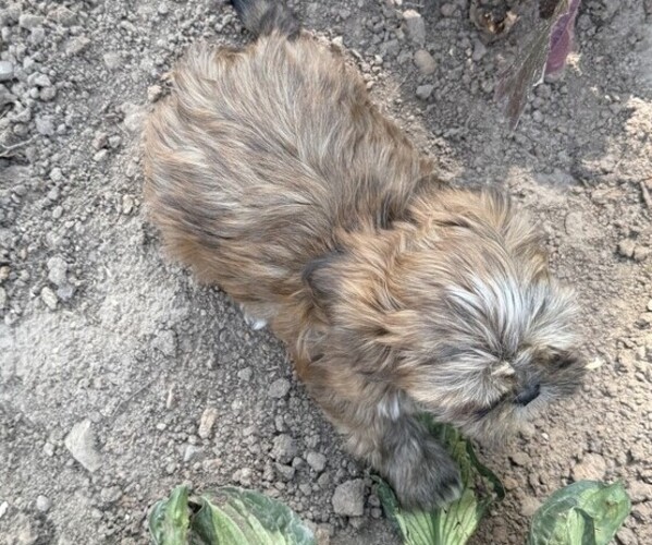 Medium Photo #4 Shih Tzu Puppy For Sale in THORP, WI, USA