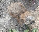 Small #3 Shih Tzu