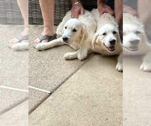 English Cream Golden Retriever Puppy for sale in ATOKA, TN, USA