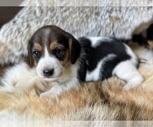 Beagle Puppy for sale in FORDLAND, MO, USA