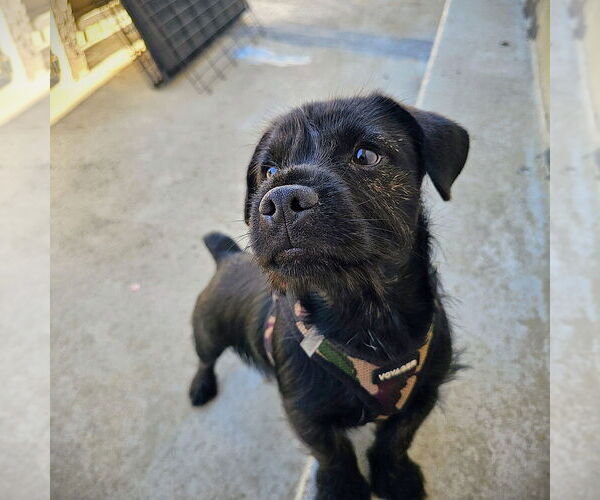 Medium Photo #2 French Bulldog-Unknown Mix Puppy For Sale in Pacifica, CA, USA
