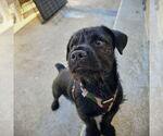 Small #1 French Bulldog Mix