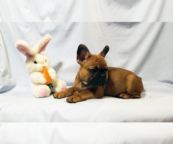 Medium Photo #12 French Bulldog Puppy For Sale in ADRIAN, MI, USA
