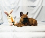 Small Photo #12 French Bulldog Puppy For Sale in ADRIAN, MI, USA