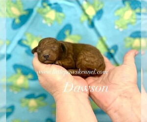 Poodle (Toy) Puppy for sale in WINNSBORO, LA, USA