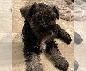 Schnauzer (Miniature) Puppy for sale in OMAHA, NE, USA