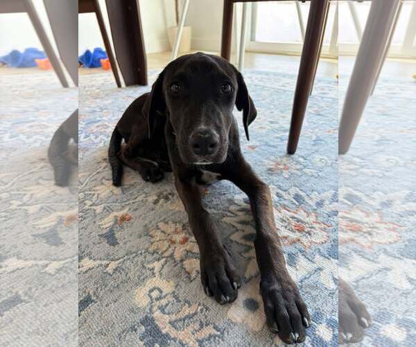 Medium Photo #1 Mutt Puppy For Sale in MIDWAY, UT, USA