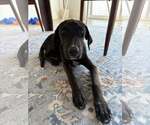 Small Mutt