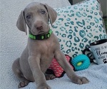 Small Photo #12 Weimaraner Puppy For Sale in NEWCASTLE, OK, USA