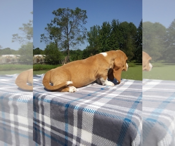 Medium Photo #34 Basset Hound Puppy For Sale in PETERSBURG, IN, USA