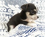 Small Photo #4 Chihuahua Puppy For Sale in GROVESPRING, MO, USA