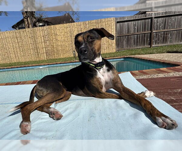 Medium Photo #2 Boxador Puppy For Sale in Pasadena, TX, USA