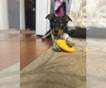 Small #1 Mutt