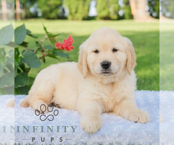Medium Photo #1 Golden Retriever Puppy For Sale in NEWPORT, PA, USA