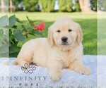 Image preview for Ad Listing. Nickname: Milo
