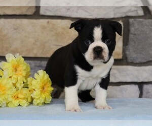 Boston Terrier Puppy for sale in FREDERICKSBG, OH, USA