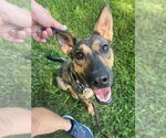 Small #1 German Shepherd Dog Mix