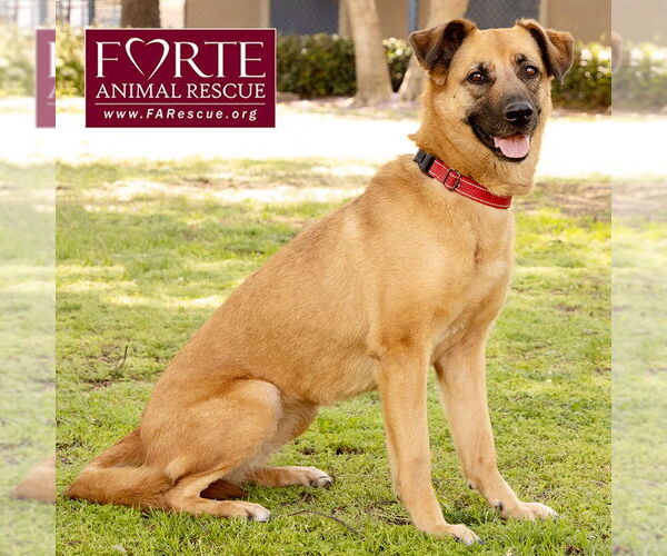 Medium Photo #11 Labrador Retriever-Unknown Mix Puppy For Sale in Marina del Rey, CA, USA