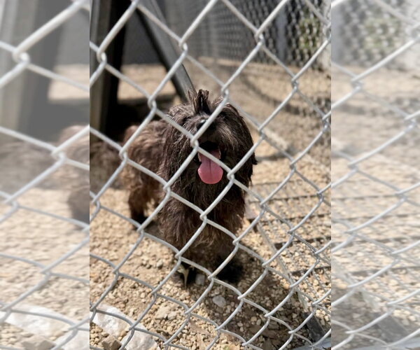 Medium Photo #1 Cairn Terrier-Unknown Mix Puppy For Sale in Oakhurst, NJ, USA
