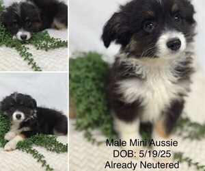Australian Shepherd Puppy for sale in STUART, FL, USA