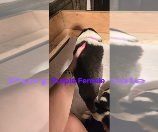 Medium Photo #31 English Shepherd Puppy For Sale in NEW CASTLE, IN, USA