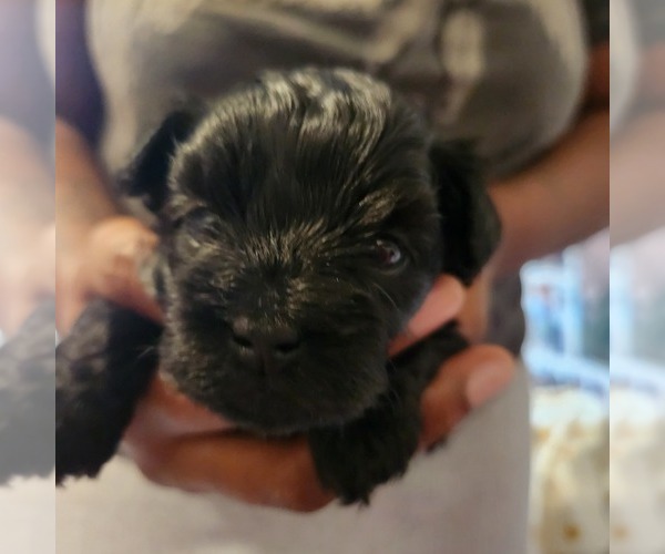 Medium Photo #1 ShihPoo Puppy For Sale in FORT WASHINGTON, MD, USA