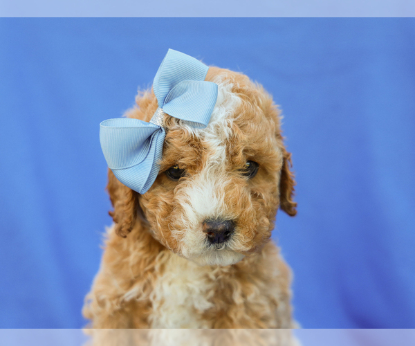 Medium Photo #5 Cavapoo (Miniature) Puppy For Sale in LIBERTY, KY, USA