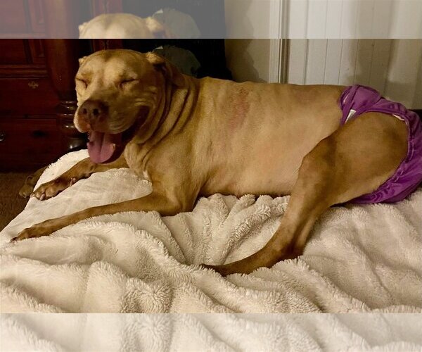 Medium Photo #11 American Pit Bull Terrier-Unknown Mix Puppy For Sale in Oakhurst, NJ, USA