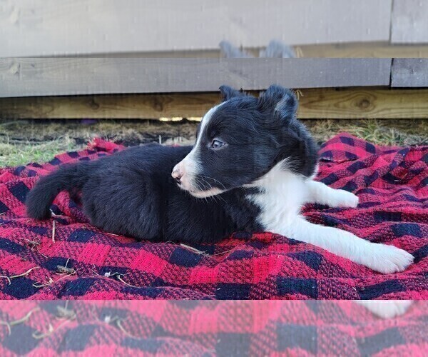 Medium Photo #13 Border Collie Puppy For Sale in NORBORNE, MO, USA