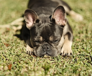 French Bulldog Puppy for sale in TAMPA, FL, USA
