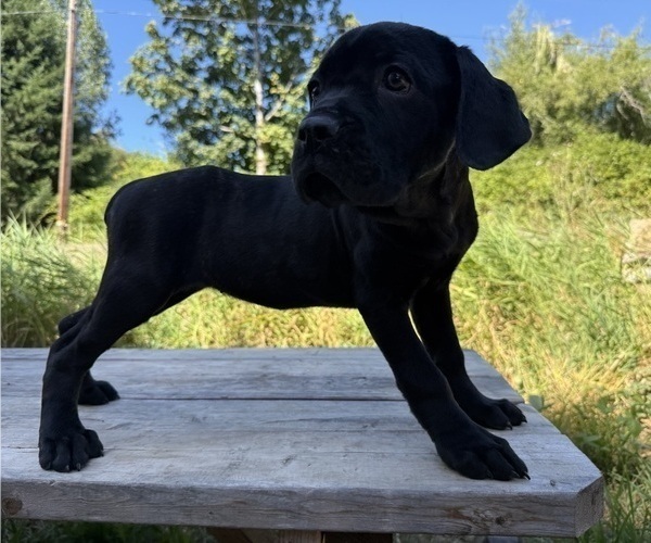 Medium Photo #6 Cane Corso Puppy For Sale in HILLSBORO, OR, USA