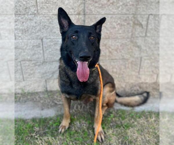 Medium Photo #1 German Shepherd Dog Puppy For Sale in Modesto, CA, USA