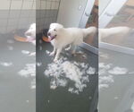 Small #7 Great Pyrenees Mix