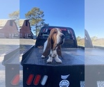 Small Photo #4 Basset Hound Puppy For Sale in DALTON, GA, USA