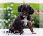 Image preview for Ad Listing. Nickname: Starla