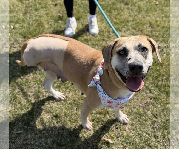 Medium Photo #2 Labrador Retriever-Unknown Mix Puppy For Sale in Jefferson, WI, USA