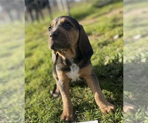 Bloodhound-French Brittany Spaniel Mix Puppy for sale in SAN MIGUEL, CA, USA